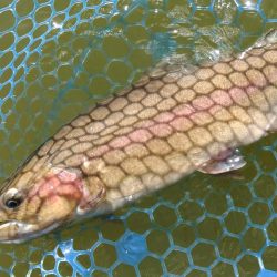 ナイスサイズ連発！ ～岡崎トラウトポンド～